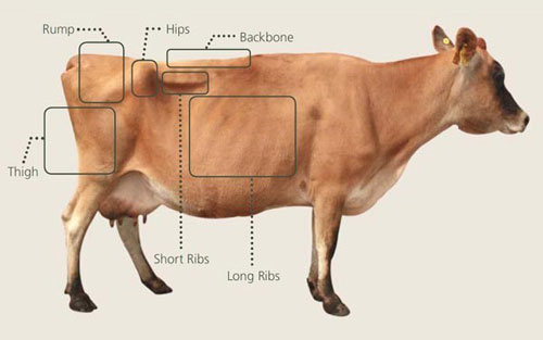 body-condition-score-on-the-milk-yield-of-jersey-cross-bred-dairy-cow