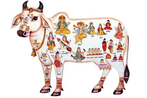 Holy cow gau mata