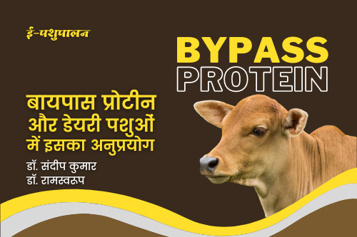 By-pass protein and its application in dairy animals