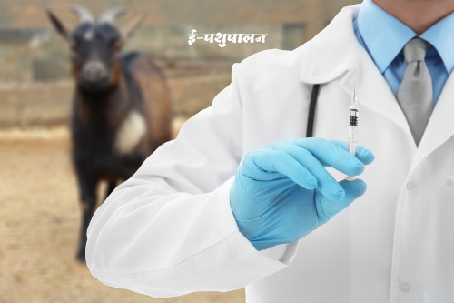 Veterinarian Vets