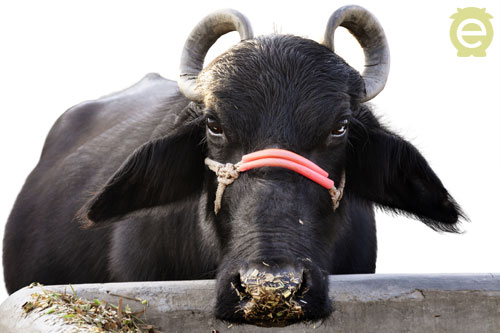 Haryana is the home tract of world famous 'Murrah' buffaloes – epashupalan