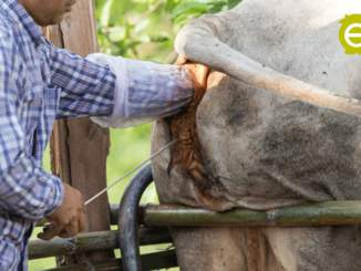 Artificial Insemination in cow