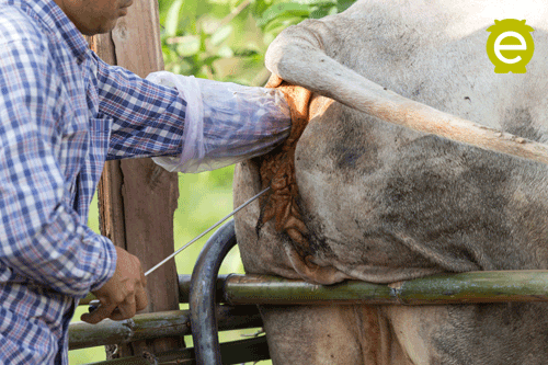 Artificial Insemination in cow
