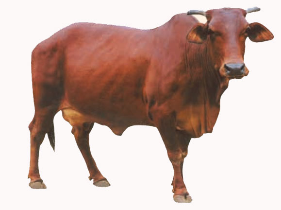 Red Sindhi Breed of Cattle – epashupalan