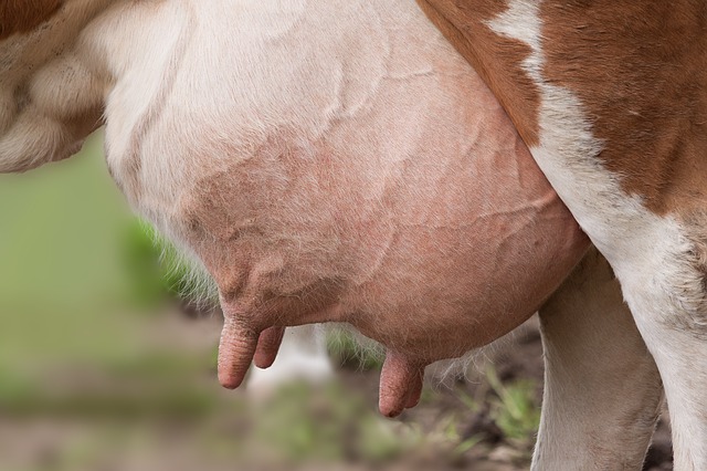 Prevelance of Subclinical Mastitis in Organised Dairy Farm Using California Mastitis Test