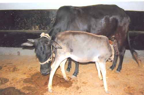 indigenous cow