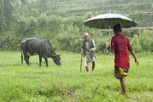 Management of Milch Animals in Rainy Season – epashupalan