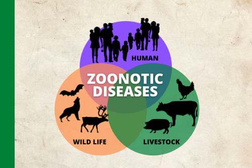 Common Zoonotic Diseases transmitted by cattle