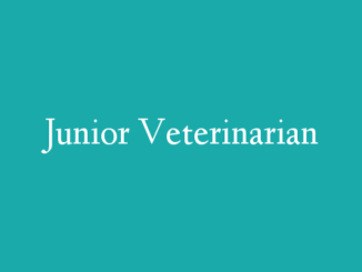 Junior Veterinarian
