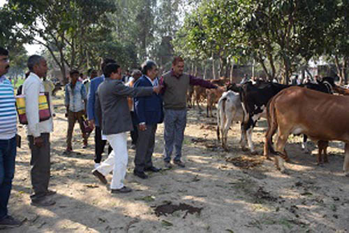 Krishi Vigyan Kendra ICAR-IISR organizes Animal Fertility Camp – epashupalan