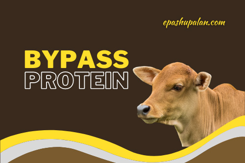 Bypass protein