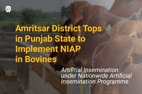 Amritsar District Tops in Punjab State to Implement NAIP in Bovines –  epashupalan