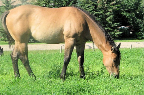 Nutritional Management for Horses during Summer Season
