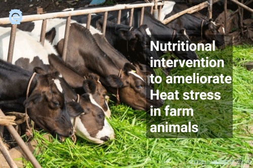 Nutritional Interventions To Ameliorate Heat Stress In Farm Animals 