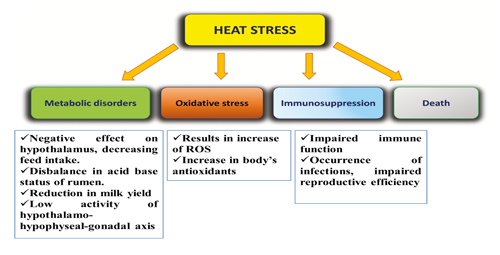 Nutritional Interventions to Ameliorate Heat Stress in Farm Animals