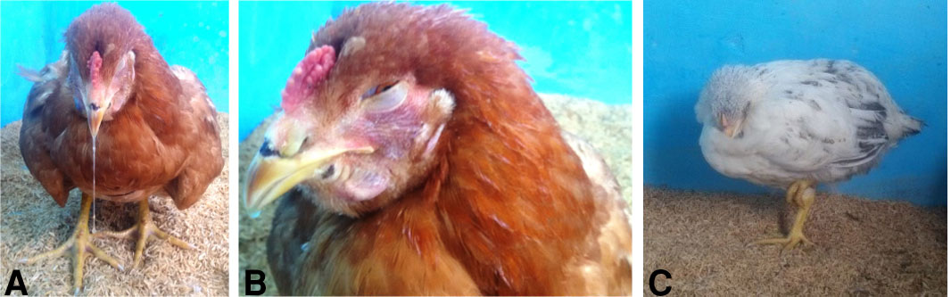 Treatment Of Chronic Respiratory Disease In Poultry