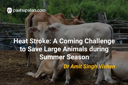 Heat Stroke: A Coming Challenge to Save Large Animals during Summer Season