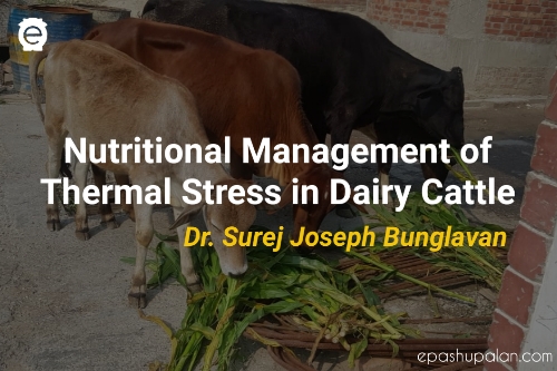 Nutritional Management of Thermal Stress in Dairy Cattle – epashupalan