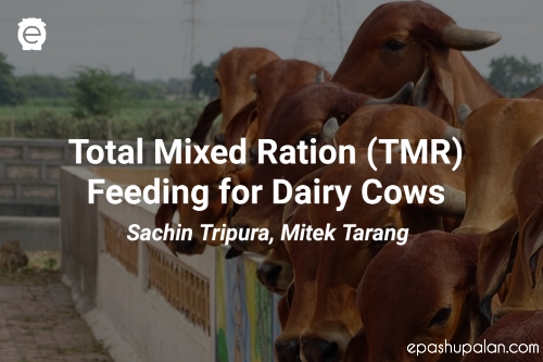Total Mixed Ration (TMR) Feeding for Dairy Cows – epashupalan