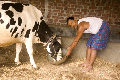 Feeding of Area Specific Mineral Mixture to Dairy Animals: Need of the Hour