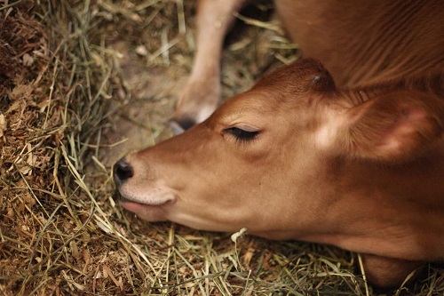Milk Fever and its Economic Impact – epashupalan