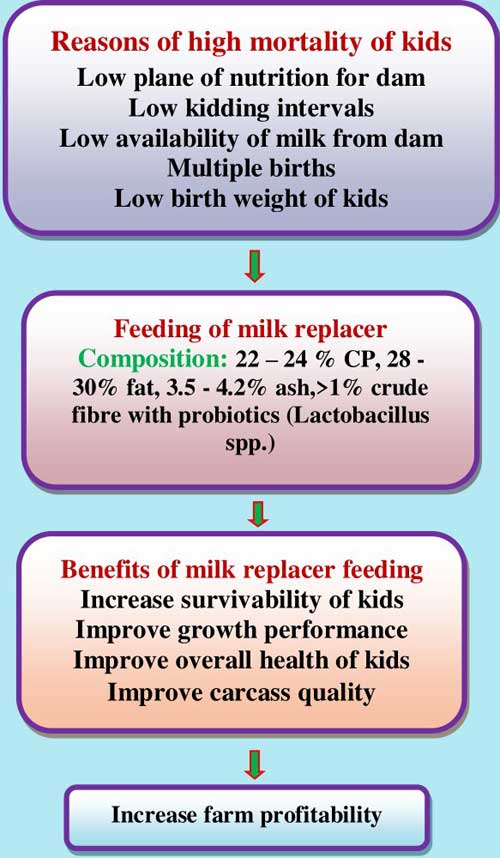 Significance of Milk Replacer Feeding to Kids in Goat Farming
