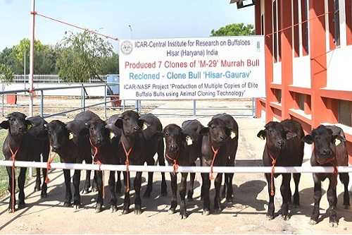 ICAR-CIRB makes commendable achievement in buffalo cloning by producing  seven clones from a single breeding bull – epashupalan