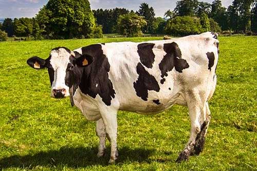 Successful Management of Repeat Breeding Cow using Progesterone