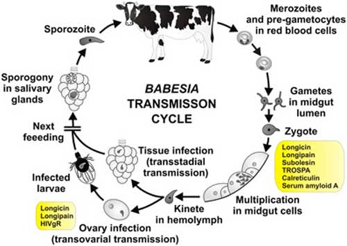 Stages In The Life Cycle Of Organisms