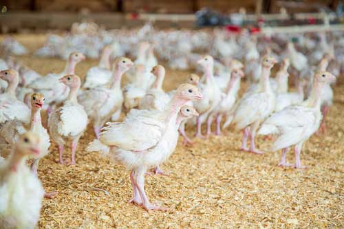 Present Day Viral Vaccines of Commercial Poultry-  A Retrospective Approach