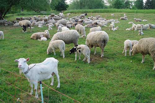 Make Integrative development schemes for Animal, Sheep Husbandry: Navin –  epashupalan
