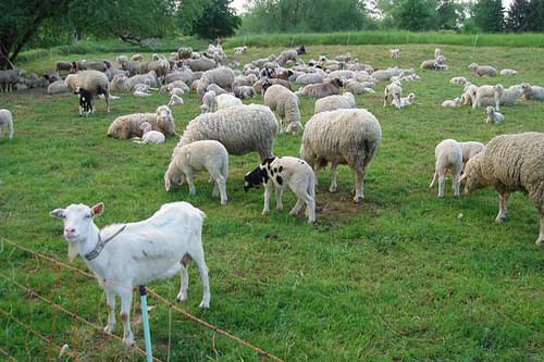 PPR: A dreadful disease of the small ruminants