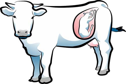 cow-reproduction – epashupalan