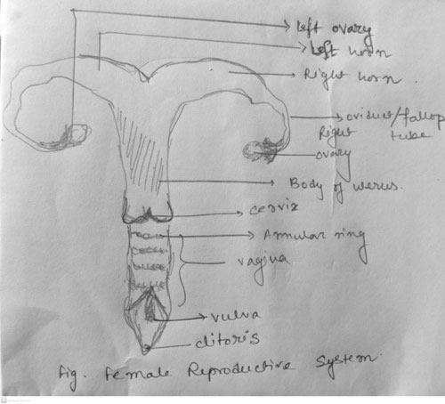 diagram of female reproductive system – epashupalan