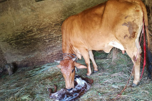 Care and Management of Pregnant Cows – epashupalan