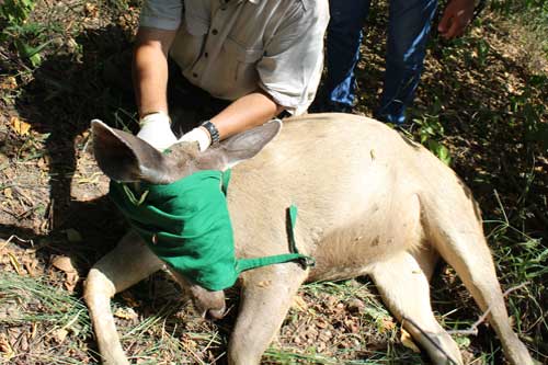 Transport, Capture Myopathy, Handling and physical examination of wild  animals – epashupalan