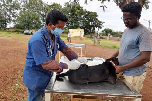 Importance of Vaccination in Veterinary Practice