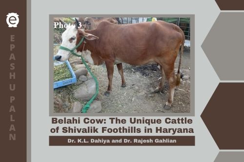 Belahi Cow – The Unique Cattle of Shivalik Foothills in Haryana –  epashupalan