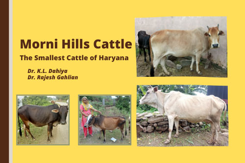 Morni Hills Cattle: The Smallest Cattle of Haryana – epashupalan