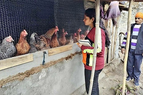 Bird flu poultry farming
