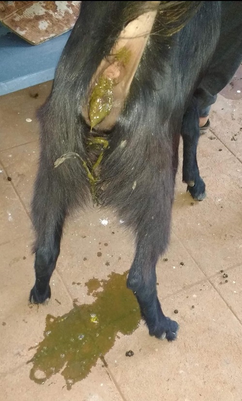 Diarrhoea shown in Osmanabadi goat