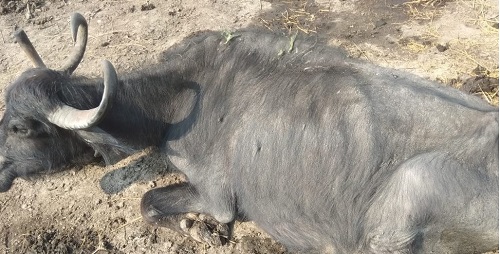 Emaciated buffalo due to Theileriosis