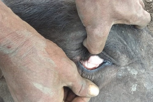 Pale mucous membrane in the affected Buffalo