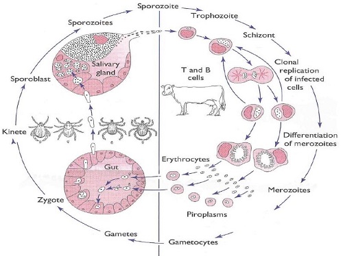 life cycle of Theileria