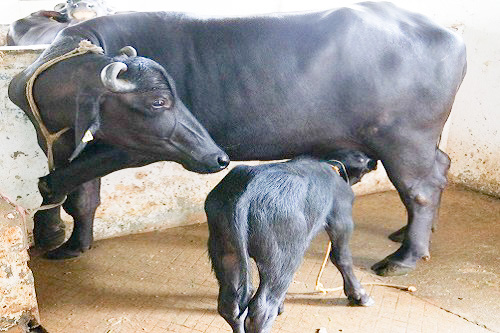 Management of Reproductive Efficiency in Dairy Animals – epashupalan