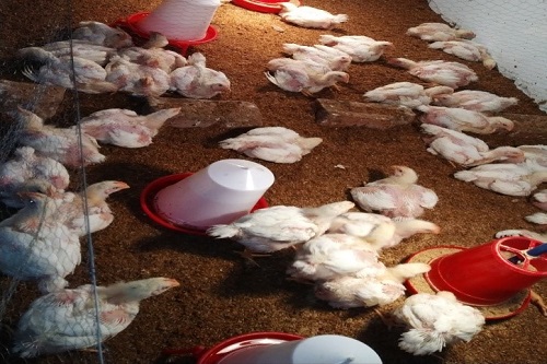 Exogenous Enzymes in Poultry Production