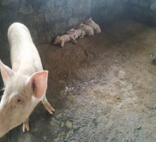 FEMALE PIGS WITH PIGLETS