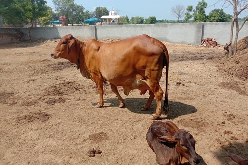 Breeding Policy For Cattle – epashupalan