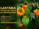 Lantana-the-dark-story-behind-an-alluring-plant