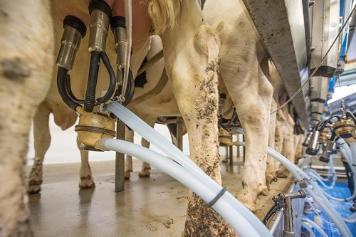 Milking management: Machine milking